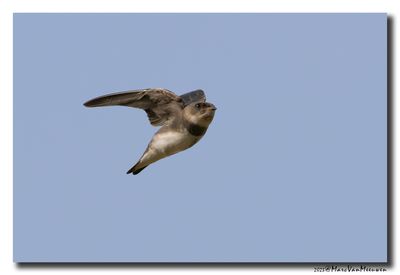 Oeverzwaluw - Sand Martin