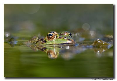 Groene-kikker