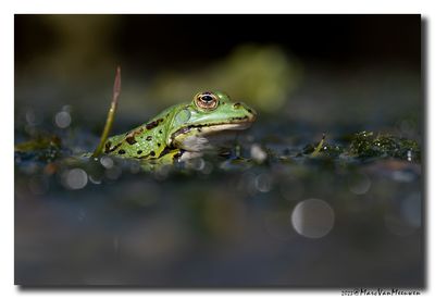 Groene-kikker