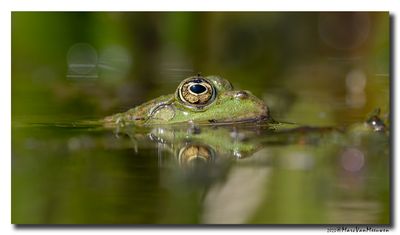 Groene-kikker