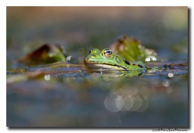 Groene-kikker