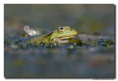 Groene-kikker