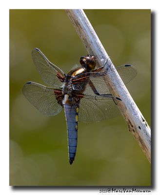 Platbuik
