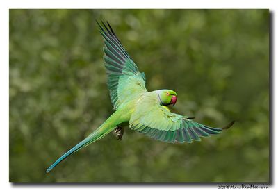 Halsbandparkiet - Rose-ringed Parakeet