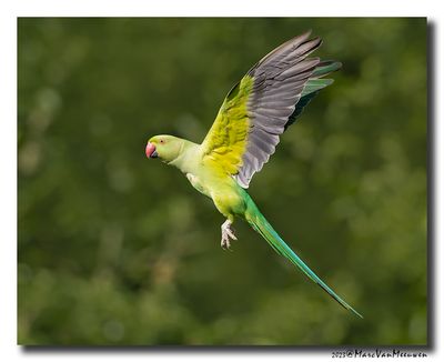 Halsbandparkiet - Rose-ringed Parakeet