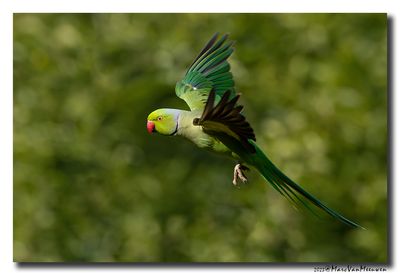 Halsbandparkiet - Rose-ringed Parakeet