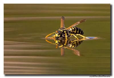 Franse-veldwesp_07092023