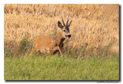 Ree - Roe deer
