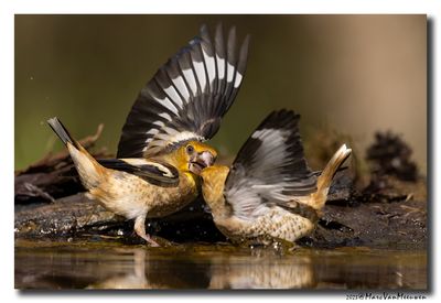 Appelvink - Hawfinch