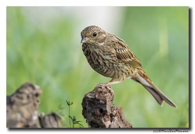 Geelgors - Yellowhammer
