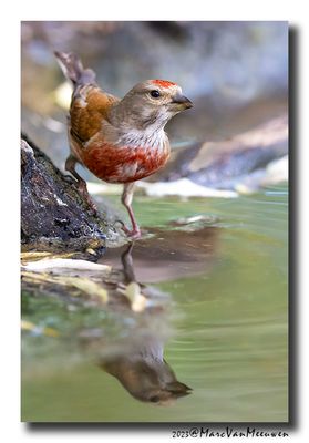 Kneu - Linnet