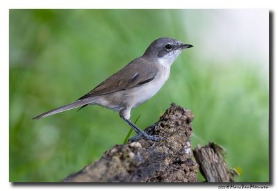 Braamsluiper - Lesser Whitethroat 