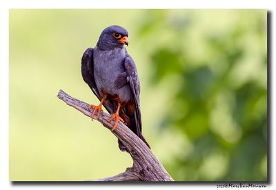 Roodpootvalk - Red-footed Falcon