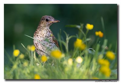 Zanglijster - Song Thrush