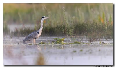 Blauwe Reiger - Grey Heron