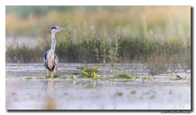 Blauwe Reiger - Grey Heron