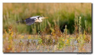 Blauwe Reiger - Grey Heron