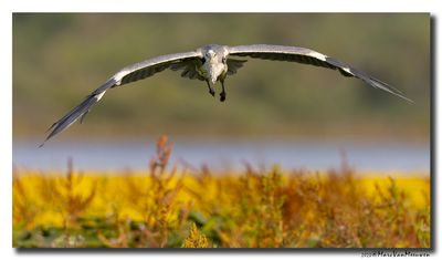 Blauwe Reiger - Grey Heron
