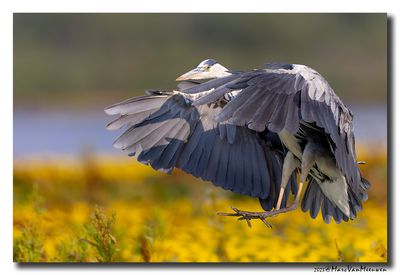 Blauwe Reiger - Grey Heron