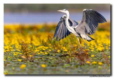 Blauwe Reiger - Grey Heron