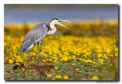 Blauwe Reiger - Grey Heron