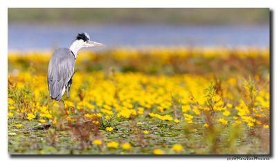 Blauwe Reiger - Grey Heron