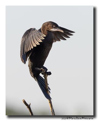 Dwergaalscholver -Pygmy Cormorant