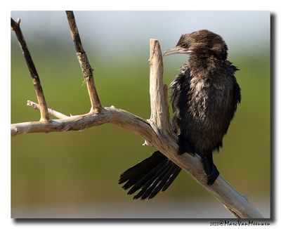 Dwergaalscholver -Pygmy Cormorant