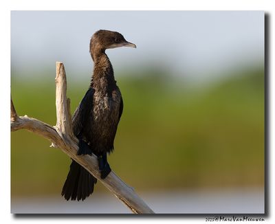 Dwergaalscholver -Pygmy Cormorant