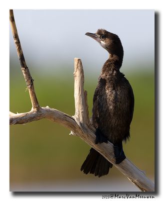 Dwergaalscholver -Pygmy Cormorant