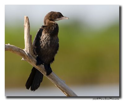 Dwergaalscholver - Pygmy Cormorant