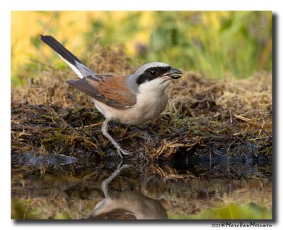 Grauwe Klauwier - Red-backed Shrike