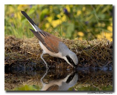 Grauwe Klauwier - Red-backed Shrike
