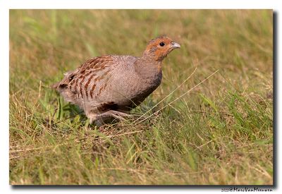 Patrijs - Grey Partridge