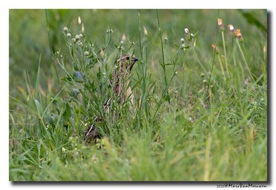 Kwartel - Common Quail