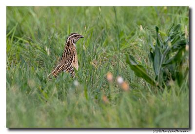 Kwartel - Common Quail