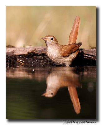 Nachtegaal - Nightingale