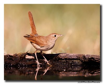 Nachtegaal - Nightingale