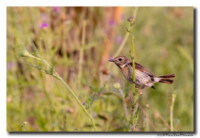 Roodborsttapuit - Stonechat