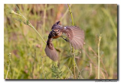 Roodborsttapuit - Stonechat