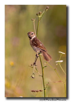 Roodborsttapuit - Stonechat