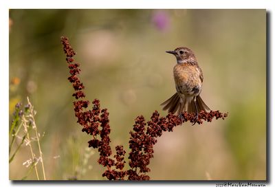 Roodborsttapuit - Stonechat