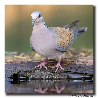 Zomertortel - Turtle Dove