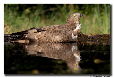 Wespendief - Honey-buzzard