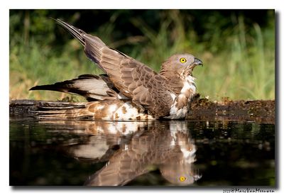 Wespendief - Honey-buzzard