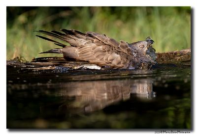 Wespendief - Honey-buzzard