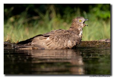 Wespendief - Honey-buzzard