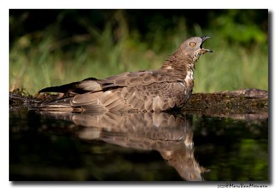 Wespendief - Honey-buzzard