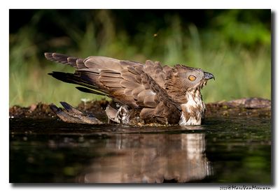 Wespendief - Honey-buzzard