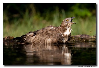 Wespendief - Honey-buzzard